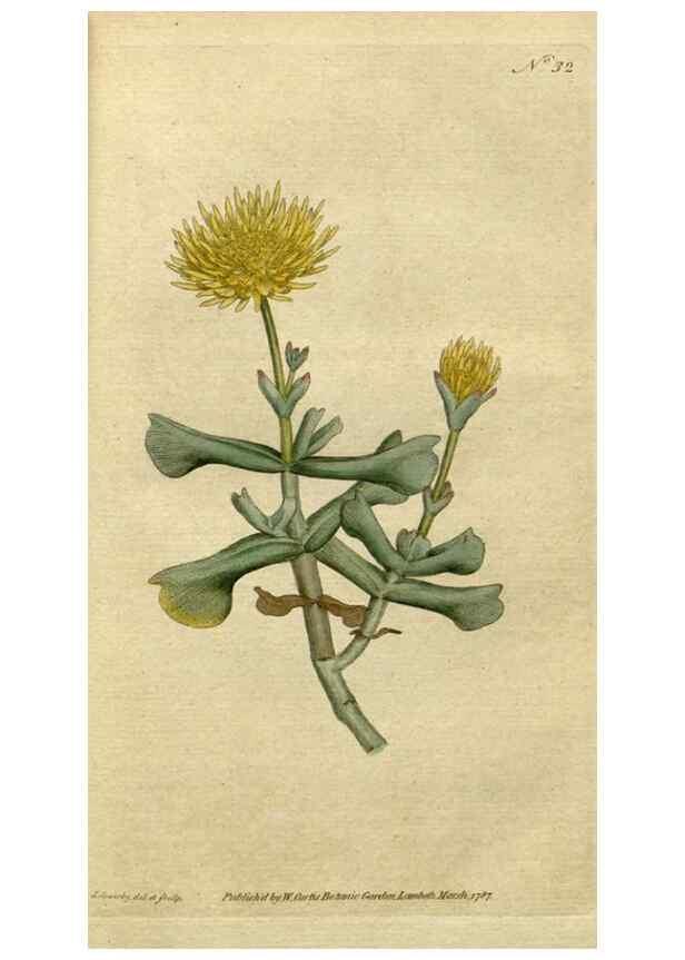 Reproducción/Reproduction 34780902230: The Botanical magazine, or, Flower-garden displayed ... /. [S.l. :s.n.],1790-1800 ;