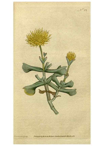 Reproducción/Reproduction 34780902230: The Botanical magazine, or, Flower-garden displayed ... /. [S.l. :s.n.],1790-1800 ;