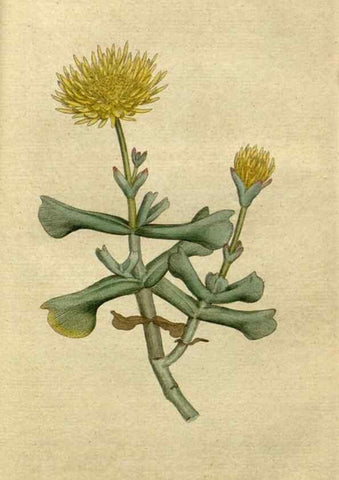 Reproducción/Reproduction 34780902230: The Botanical magazine, or, Flower-garden displayed ... /. [S.l. :s.n.],1790-1800 ;