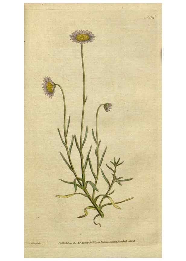 Reproducción/Reproduction 34780903450: The Botanical magazine, or, Flower-garden displayed ... /. [S.l. :s.n.],1790-1800 ;