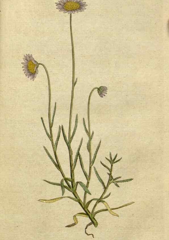Reproducción/Reproduction 34780903450: The Botanical magazine, or, Flower-garden displayed ... /. [S.l. :s.n.],1790-1800 ;