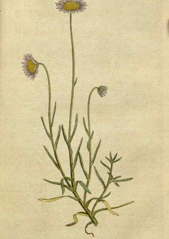 Reproducción/Reproduction 34780903450: The Botanical magazine, or, Flower-garden displayed ... /. [S.l. :s.n.],1790-1800 ;