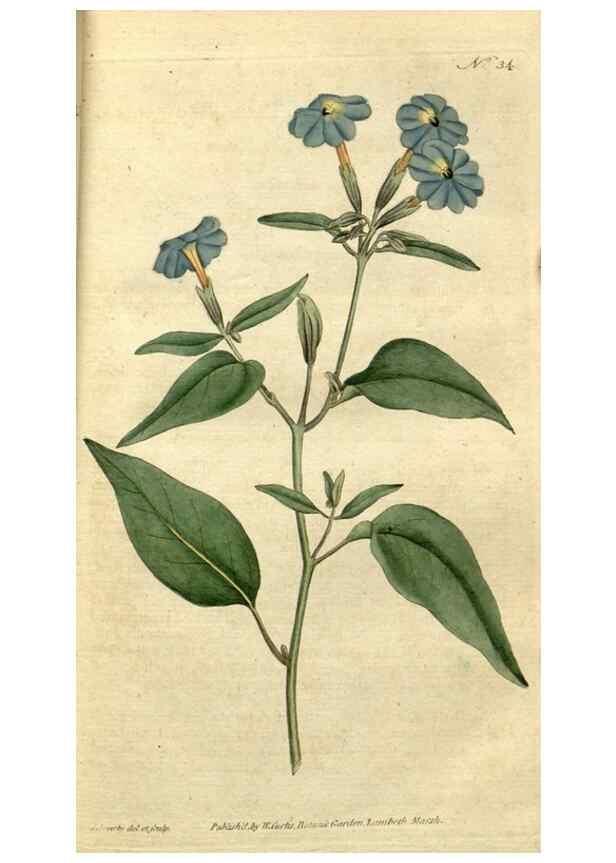 Reproducción/Reproduction 34780904470: The Botanical magazine, or, Flower-garden displayed ... /. [S.l. :s.n.],1790-1800 ;
