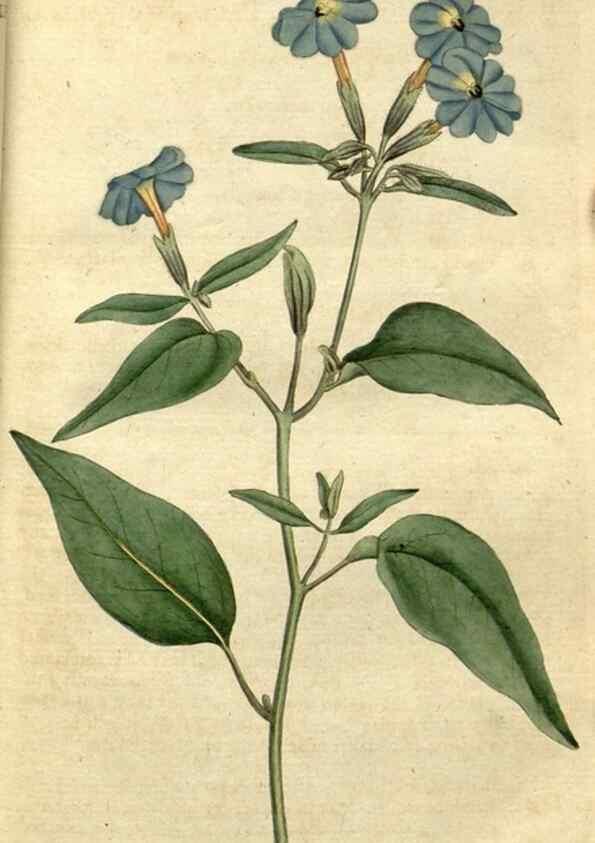 Reproducción/Reproduction 34780904470: The Botanical magazine, or, Flower-garden displayed ... /. [S.l. :s.n.],1790-1800 ;