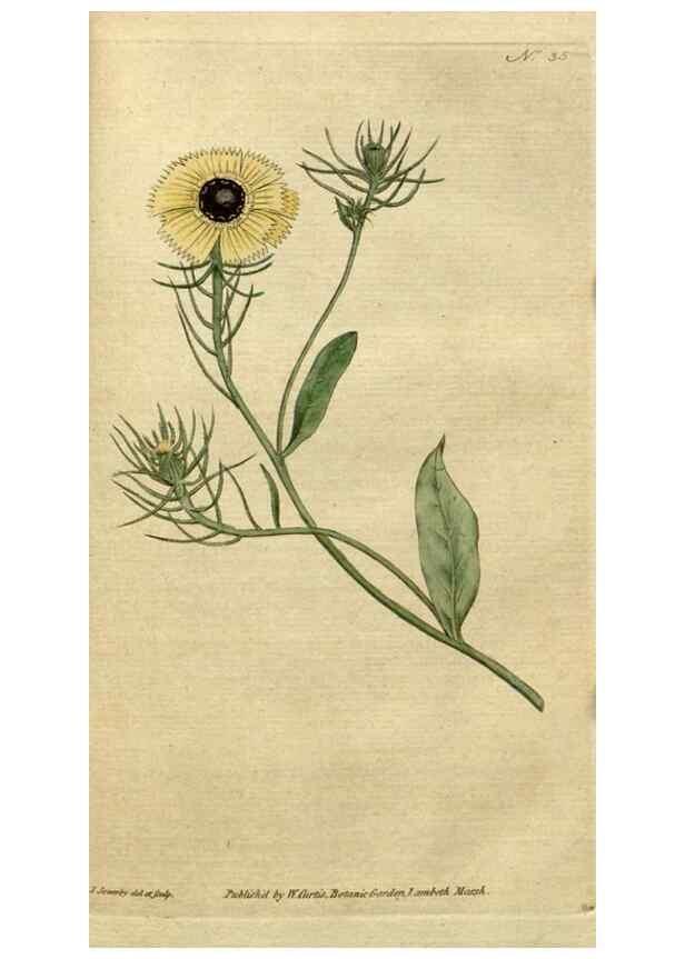 Reproducción/Reproduction 35002310372: The Botanical magazine, or, Flower-garden displayed ... /. [S.l. :s.n.],1790-1800 ;