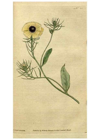 Reproducción/Reproduction 35002310372: The Botanical magazine, or, Flower-garden displayed ... /. [S.l. :s.n.],1790-1800 ;