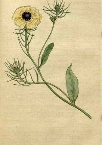 Reproducción/Reproduction 35002310372: The Botanical magazine, or, Flower-garden displayed ... /. [S.l. :s.n.],1790-1800 ;