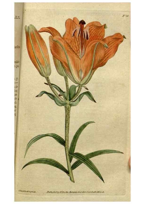 Reproducción/Reproduction 35002311722: The Botanical magazine, or, Flower-garden displayed ... /. [S.l. :s.n.],1790-1800 ;