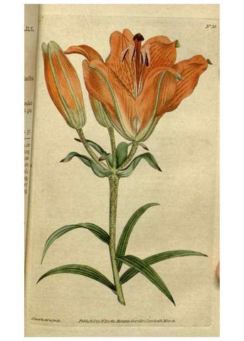 Reproducción/Reproduction 35002311722: The Botanical magazine, or, Flower-garden displayed ... /. [S.l. :s.n.],1790-1800 ;