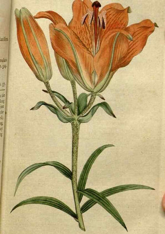 Reproducción/Reproduction 35002311722: The Botanical magazine, or, Flower-garden displayed ... /. [S.l. :s.n.],1790-1800 ;
