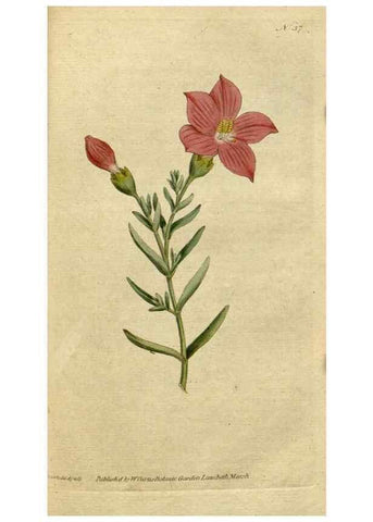 Reproducción/Reproduction 35002312962: The Botanical magazine, or, Flower-garden displayed ... /. [S.l. :s.n.],1790-1800 ;