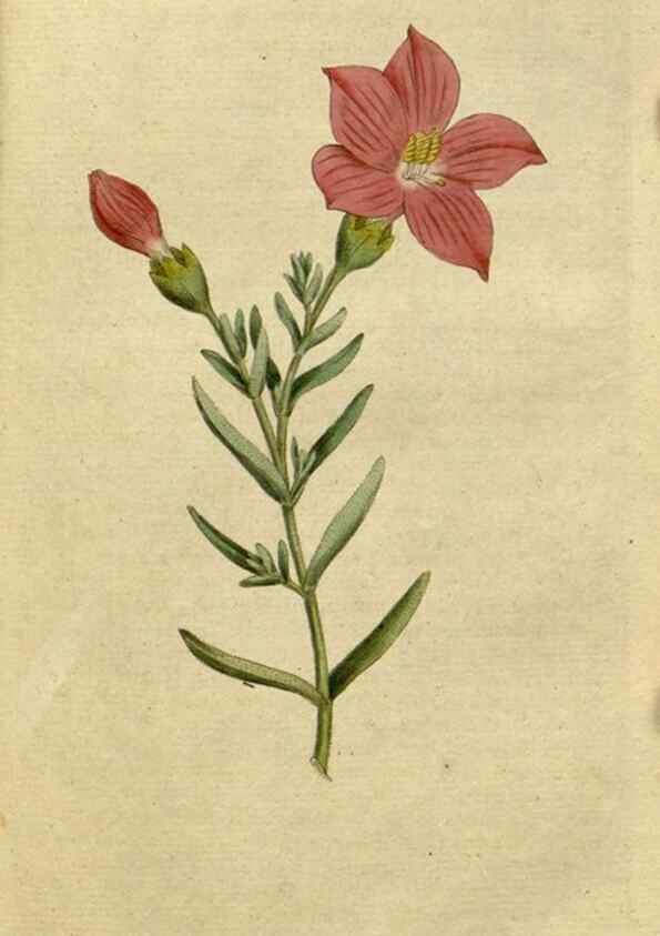 Reproducción/Reproduction 35002312962: The Botanical magazine, or, Flower-garden displayed ... /. [S.l. :s.n.],1790-1800 ;
