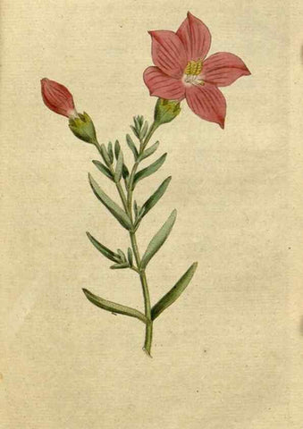 Reproducción/Reproduction 35002312962: The Botanical magazine, or, Flower-garden displayed ... /. [S.l. :s.n.],1790-1800 ;
