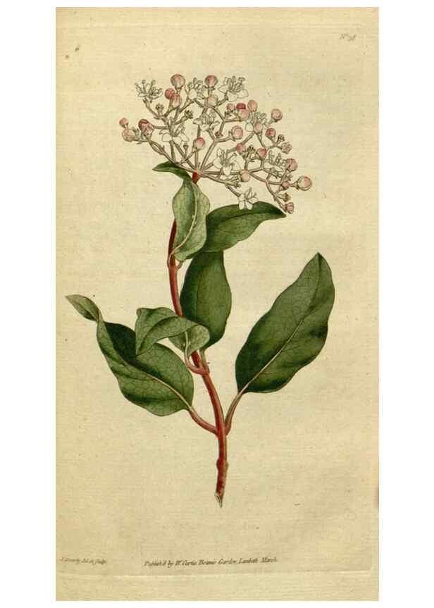 Reproducción/Reproduction 34322406104: The Botanical magazine, or, Flower-garden displayed ... /. [S.l. :s.n.],1790-1800 ;