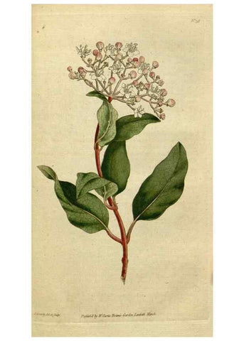 Reproducción/Reproduction 34322406104: The Botanical magazine, or, Flower-garden displayed ... /. [S.l. :s.n.],1790-1800 ;