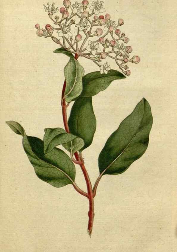 Reproducción/Reproduction 34322406104: The Botanical magazine, or, Flower-garden displayed ... /. [S.l. :s.n.],1790-1800 ;