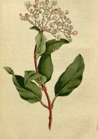 Reproducción/Reproduction 34322406104: The Botanical magazine, or, Flower-garden displayed ... /. [S.l. :s.n.],1790-1800 ;
