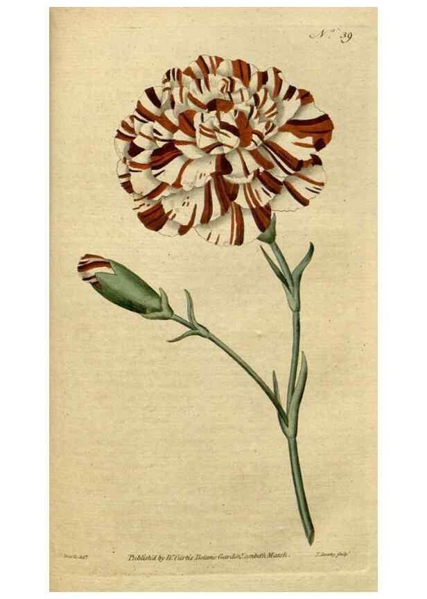 Reproducción/Reproduction 34322408034: The Botanical magazine, or, Flower-garden displayed ... /. [S.l. :s.n.],1790-1800 ;