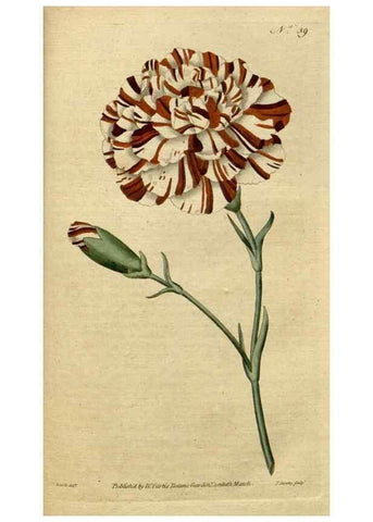Reproducción/Reproduction 34322408034: The Botanical magazine, or, Flower-garden displayed ... /. [S.l. :s.n.],1790-1800 ;