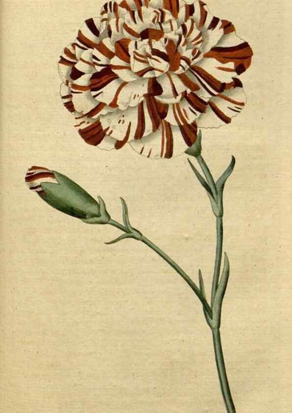 Reproducción/Reproduction 34322408034: The Botanical magazine, or, Flower-garden displayed ... /. [S.l. :s.n.],1790-1800 ;