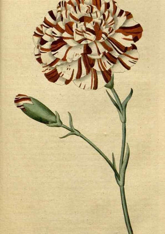 Reproducción/Reproduction 34322408034: The Botanical magazine, or, Flower-garden displayed ... /. [S.l. :s.n.],1790-1800 ;