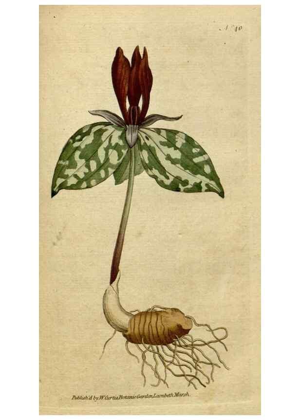 Reproducción/Reproduction 34322409644: The Botanical magazine, or, Flower-garden displayed ... /. [S.l. :s.n.],1790-1800 ;