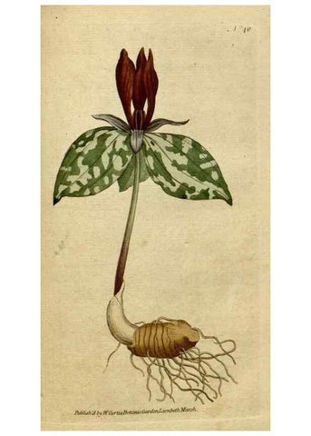 Reproducción/Reproduction 34322409644: The Botanical magazine, or, Flower-garden displayed ... /. [S.l. :s.n.],1790-1800 ;