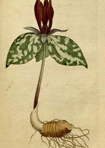 Reproducción/Reproduction 34322409644: The Botanical magazine, or, Flower-garden displayed ... /. [S.l. :s.n.],1790-1800 ;
