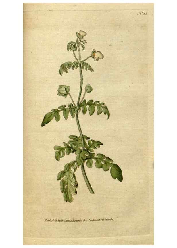Reproducción/Reproduction 35002318572: The Botanical magazine, or, Flower-garden displayed ... /. [S.l. :s.n.],1790-1800 ;