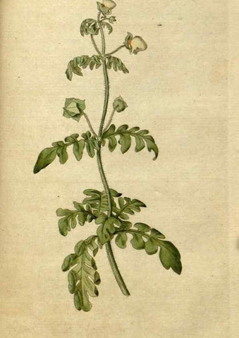 Reproducción/Reproduction 35002318572: The Botanical magazine, or, Flower-garden displayed ... /. [S.l. :s.n.],1790-1800 ;