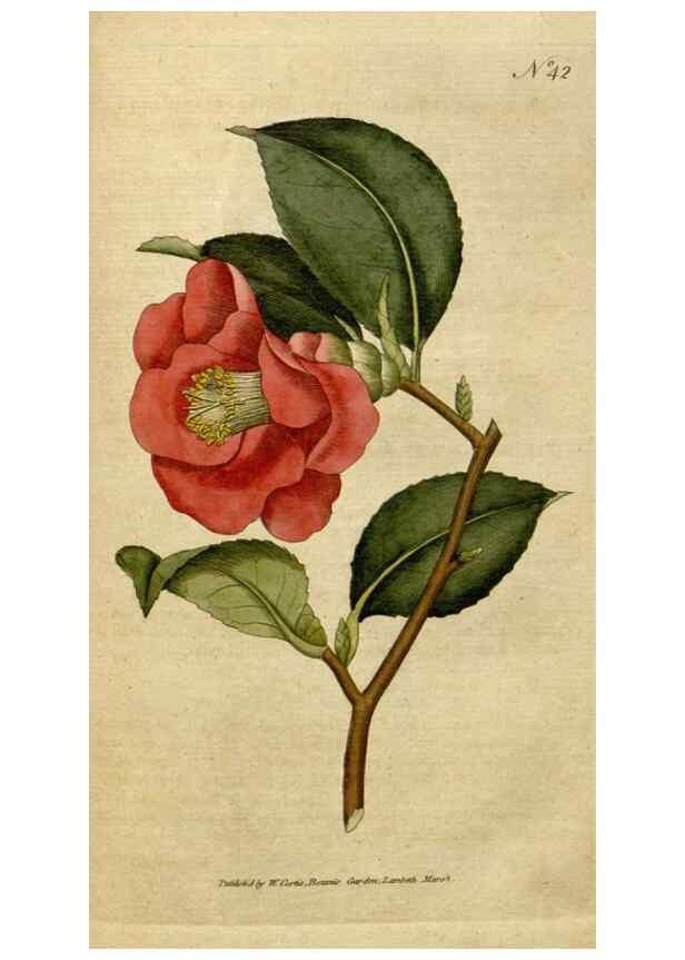 Reproducción/Reproduction 34780917620: The Botanical magazine, or, Flower-garden displayed ... /. [S.l. :s.n.],1790-1800 ;