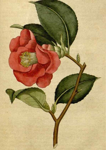Reproducción/Reproduction 34780917620: The Botanical magazine, or, Flower-garden displayed ... /. [S.l. :s.n.],1790-1800 ;