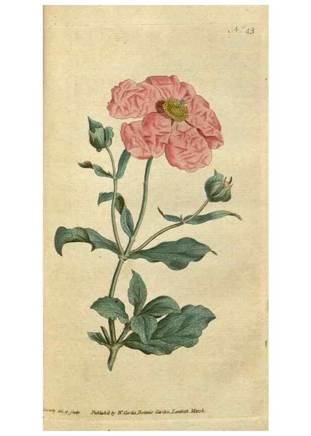 Reproducción/Reproduction 34780919310: The Botanical magazine, or, Flower-garden displayed ... /. [S.l. :s.n.],1790-1800 ;