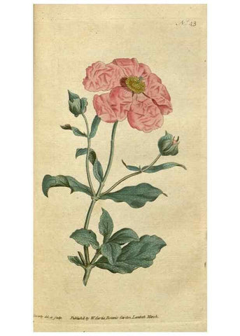 Reproducción/Reproduction 34780919310: The Botanical magazine, or, Flower-garden displayed ... /. [S.l. :s.n.],1790-1800 ;