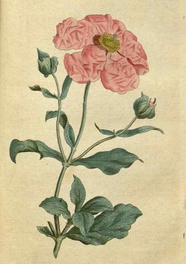 Reproducción/Reproduction 34780919310: The Botanical magazine, or, Flower-garden displayed ... /. [S.l. :s.n.],1790-1800 ;