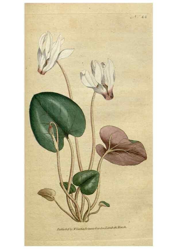 Reproducción/Reproduction 34780920910: The Botanical magazine, or, Flower-garden displayed ... /. [S.l. :s.n.],1790-1800 ;