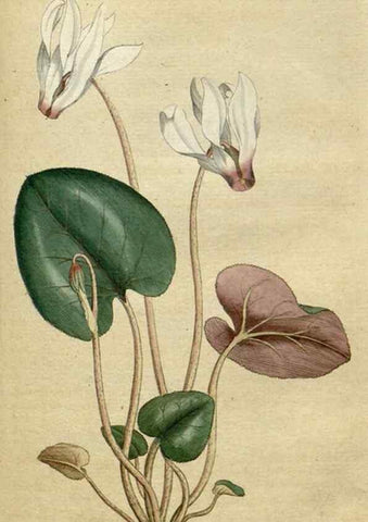 Reproducción/Reproduction 34780920910: The Botanical magazine, or, Flower-garden displayed ... /. [S.l. :s.n.],1790-1800 ;