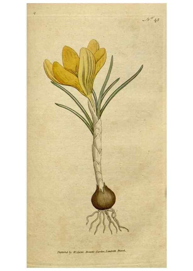 Reproducción/Reproduction 34780922730: The Botanical magazine, or, Flower-garden displayed ... /. [S.l. :s.n.],1790-1800 ;