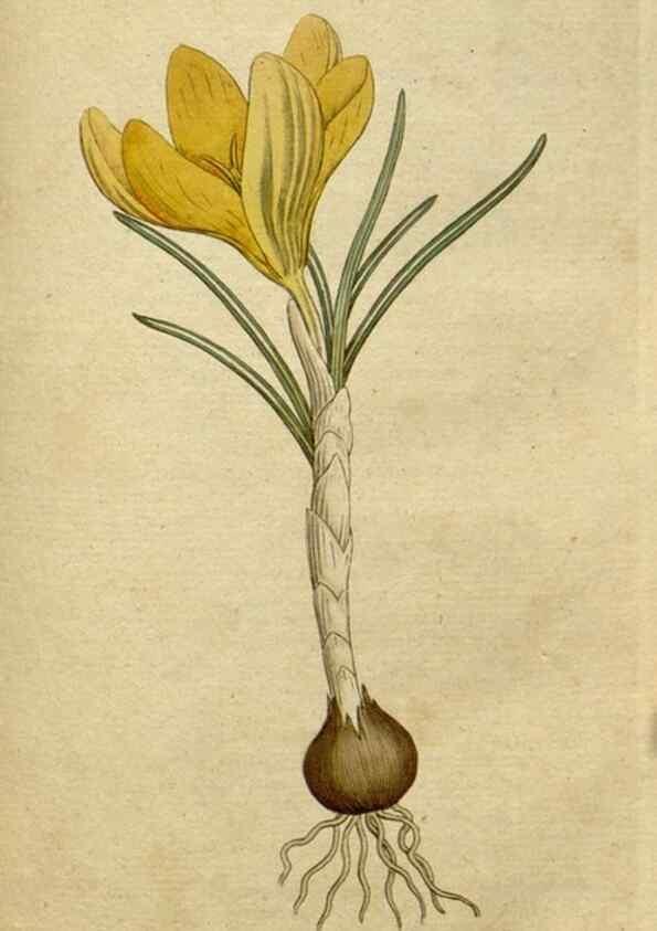 Reproducción/Reproduction 34780922730: The Botanical magazine, or, Flower-garden displayed ... /. [S.l. :s.n.],1790-1800 ;