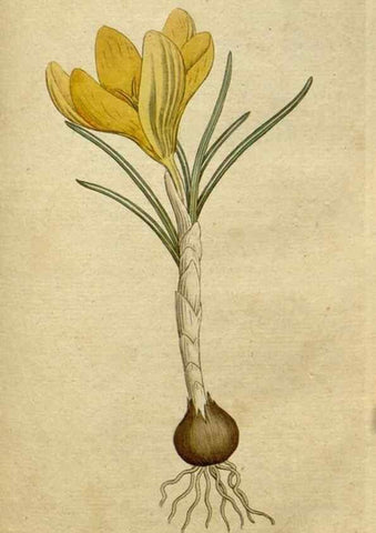 Reproducción/Reproduction 34780922730: The Botanical magazine, or, Flower-garden displayed ... /. [S.l. :s.n.],1790-1800 ;