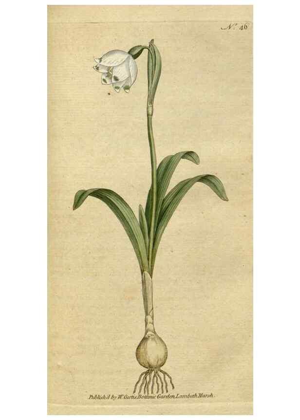 Reproducción/Reproduction 34780924440: The Botanical magazine, or, Flower-garden displayed ... /. [S.l. :s.n.],1790-1800 ;