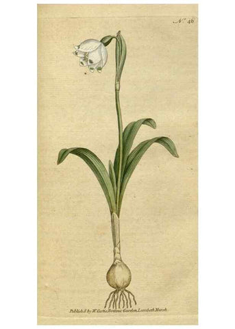Reproducción/Reproduction 34780924440: The Botanical magazine, or, Flower-garden displayed ... /. [S.l. :s.n.],1790-1800 ;