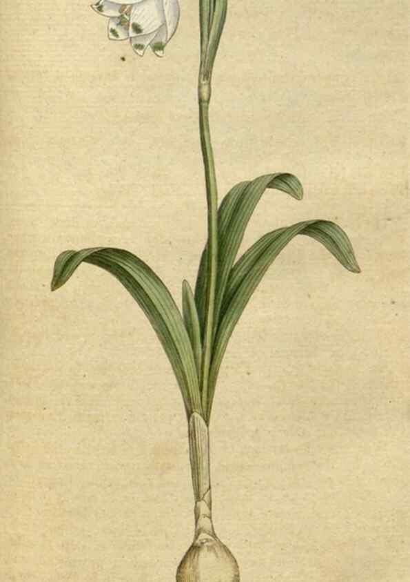 Reproducción/Reproduction 34780924440: The Botanical magazine, or, Flower-garden displayed ... /. [S.l. :s.n.],1790-1800 ;