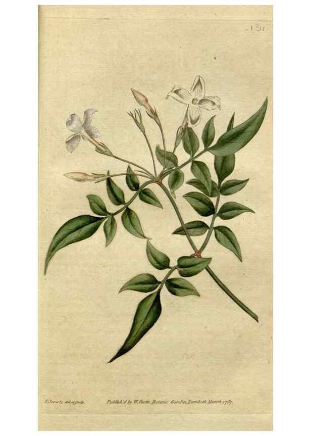 Reproducción/Reproduction 35127307726: The Botanical magazine, or, Flower-garden displayed ... /. [S.l. :s.n.],1790-1800 ;