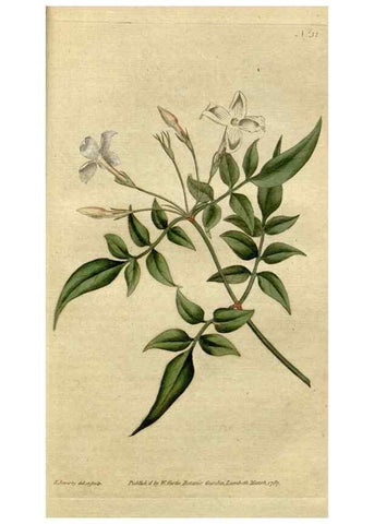 Reproducción/Reproduction 35127307726: The Botanical magazine, or, Flower-garden displayed ... /. [S.l. :s.n.],1790-1800 ;