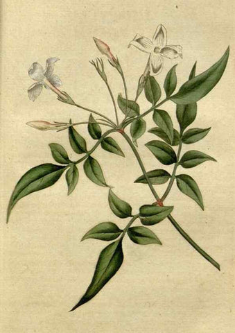 Reproducción/Reproduction 35127307726: The Botanical magazine, or, Flower-garden displayed ... /. [S.l. :s.n.],1790-1800 ;