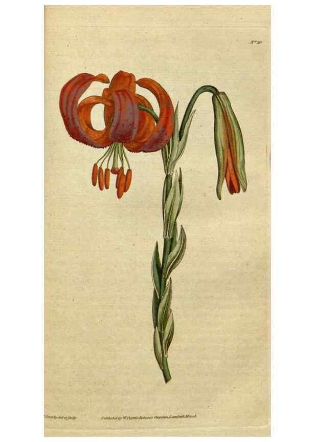 Reproducción/Reproduction 35127304496: The Botanical magazine, or, Flower-garden displayed ... /. [S.l. :s.n.],1790-1800 ;