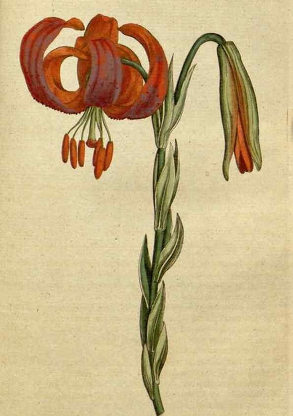 Reproducción/Reproduction 35127304496: The Botanical magazine, or, Flower-garden displayed ... /. [S.l. :s.n.],1790-1800 ;