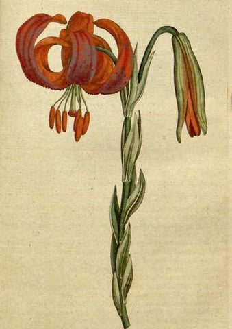 Reproducción/Reproduction 35127304496: The Botanical magazine, or, Flower-garden displayed ... /. [S.l. :s.n.],1790-1800 ;