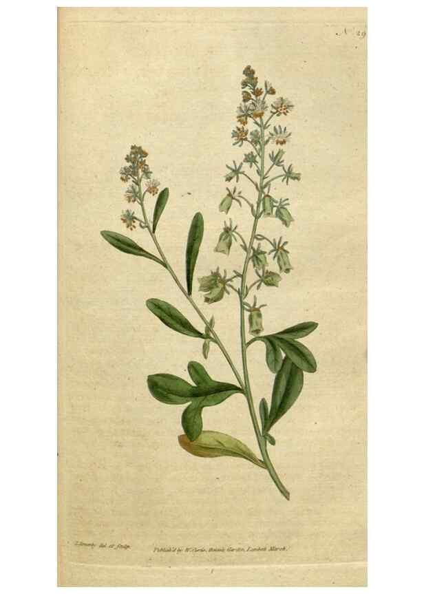 Reproducción/Reproduction 35127302816: The Botanical magazine, or, Flower-garden displayed ... /. [S.l. :s.n.],1790-1800 ;